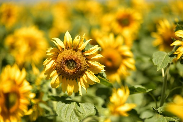 Peut-on trouver une location de vacances en Écosse avec des cours de cornemuse et des visites de distilleries de whisky?